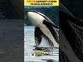 Top 15–11 Largest Living Ocean Animals 🌊🐬 | Massive Marine Titans Revealed (Part 4)