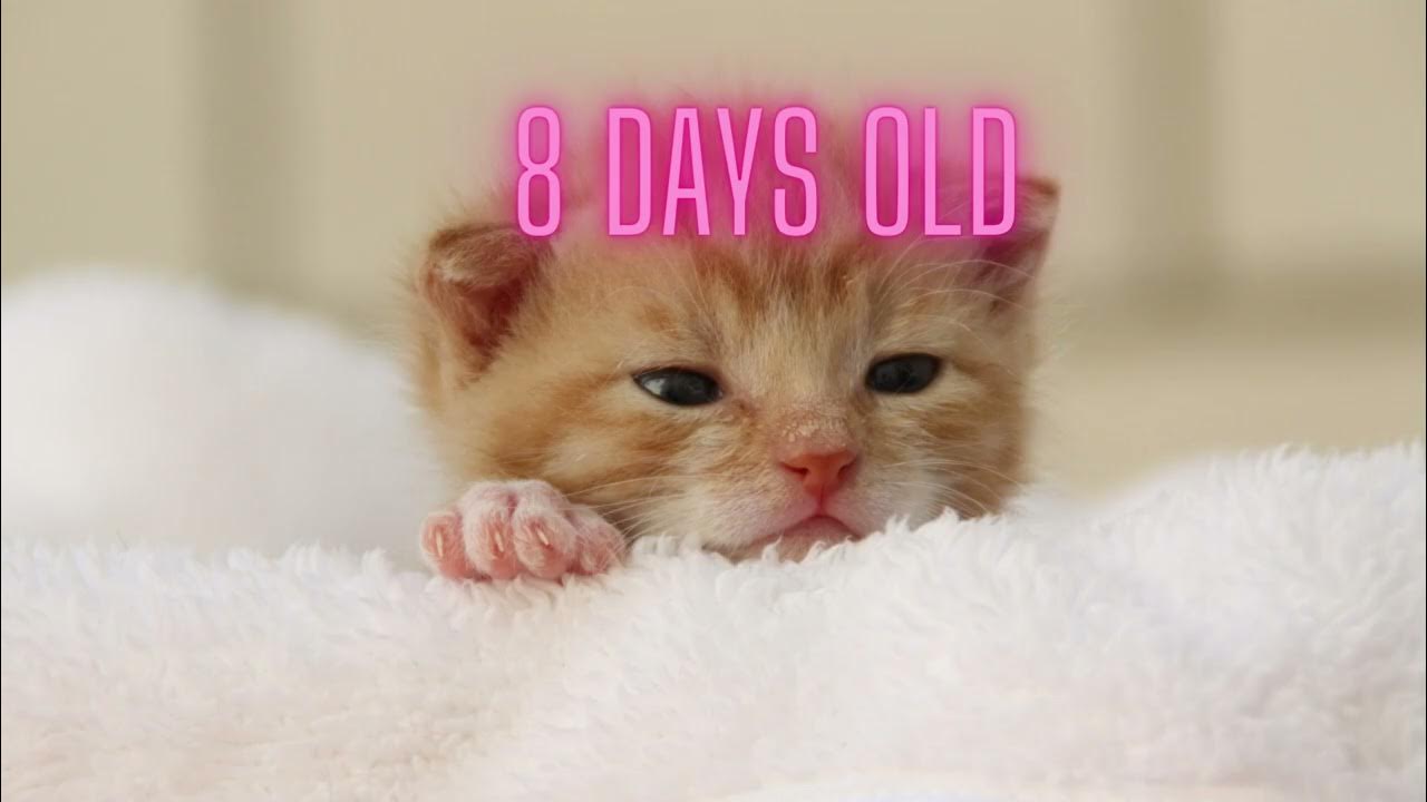 Do cats stop growing YouTube