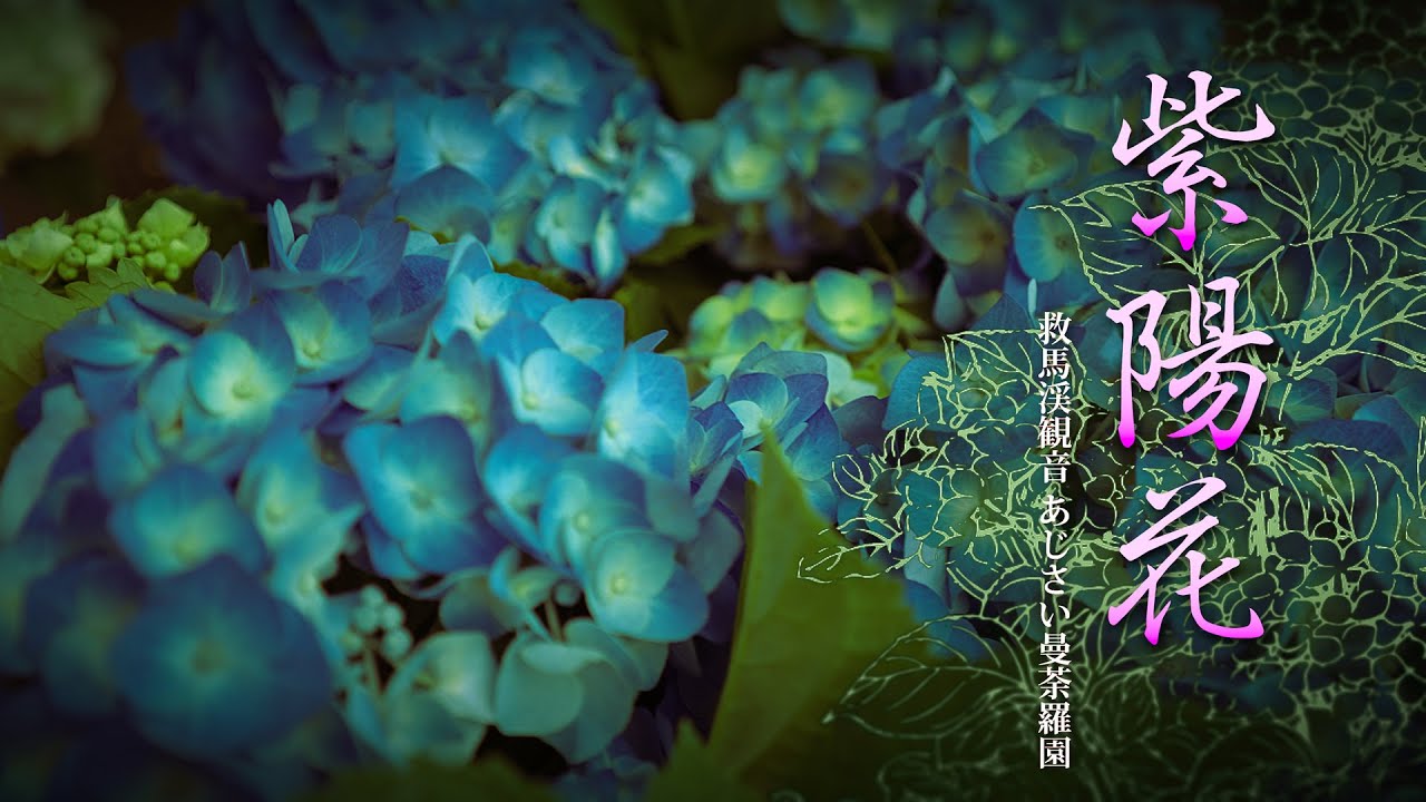 あじさい曼荼羅園 あじさいまんだらえん 南紀 紀南のあじさい園 あじさい曼荼羅園 あじさいまんだらえん 南紀 紀南のあじさい園