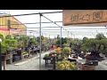 しんし、盆栽を買う　【熊本県 樹心園】