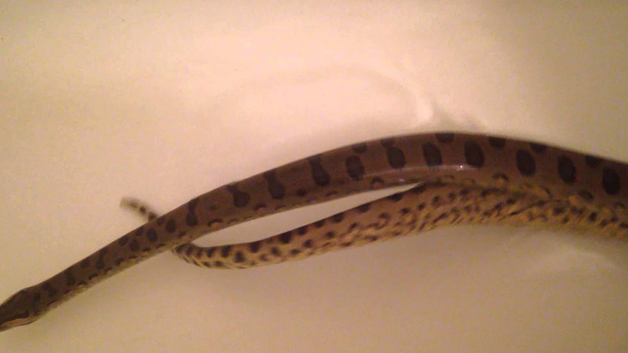 video phone beyonce mp3 Male Anaconda in Bath tub