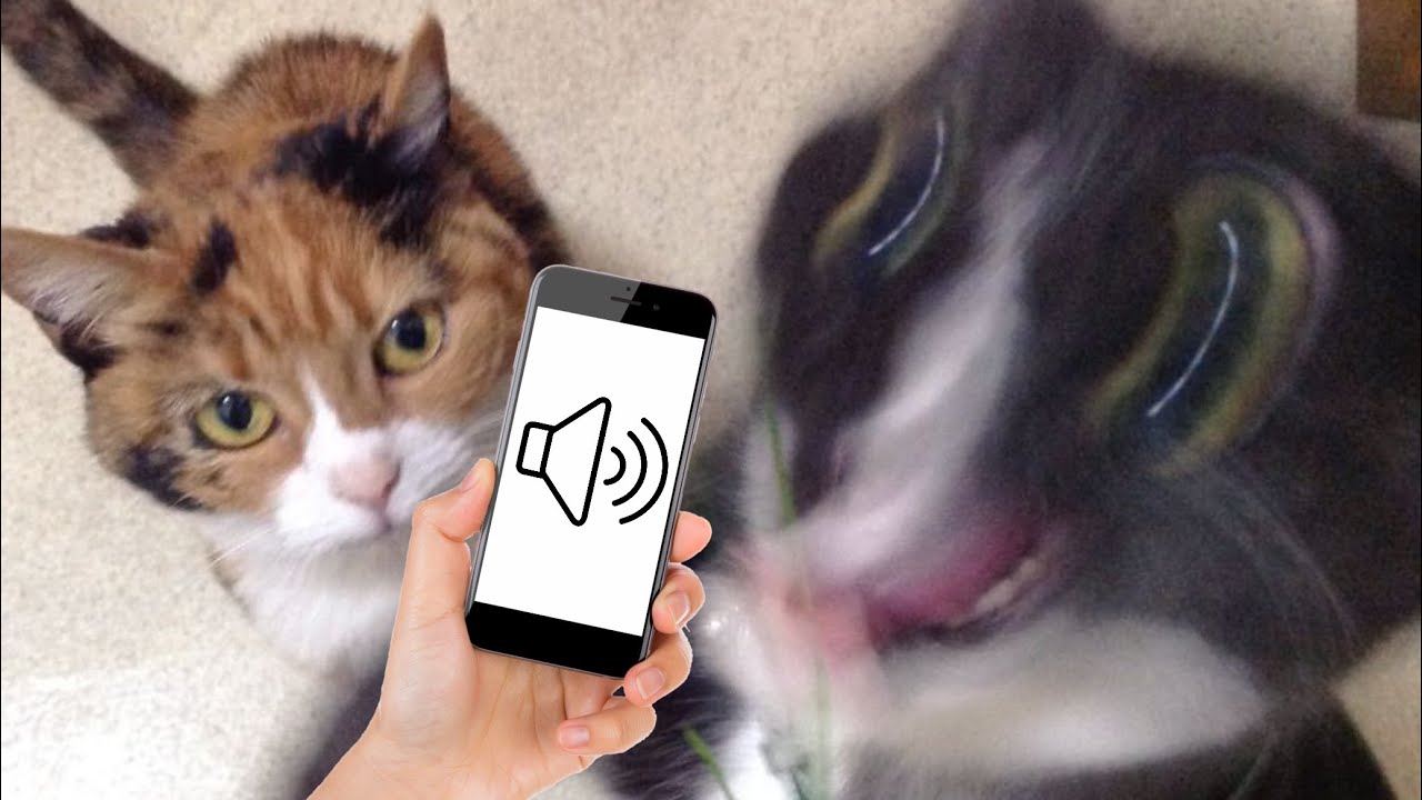 Sounds To Make Your Cat or Dog Go Crazy (GUARANTEED) YouTube