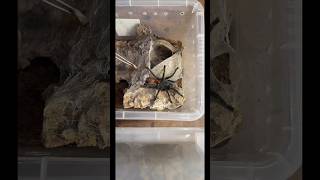 UK tarantulas 🕷️ Real clips, care tips &amp; stock 👉 swanseaspiders.co.uk