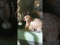 Abba dabba jabba #funny #viralreels #trending #comedy #viral #love #cute #trendingreels #ytreels