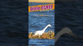 Little egret ??/ birdenthusiast birds nature birding birdwatching wildlife