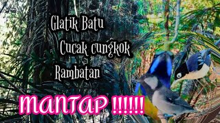 MANTAP ,gelatik batu cucak cungkok rambatan