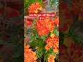 गेंदा फूल की देखभाल कैसे करें / Marigold Flower Plant Care #plant #flowers