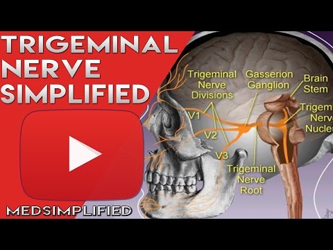 Trigeminal Nerve Anatomy - Cranial Nerve 5 Course and Distribution