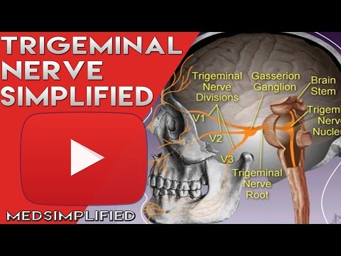 ट्राइजेमिनल नर्व एनाटॉमी - कपाल तंत्रिका 5 पाठ्यक्रम और वितरण