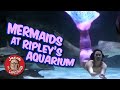 Mermaids at Ripley's Aquarium