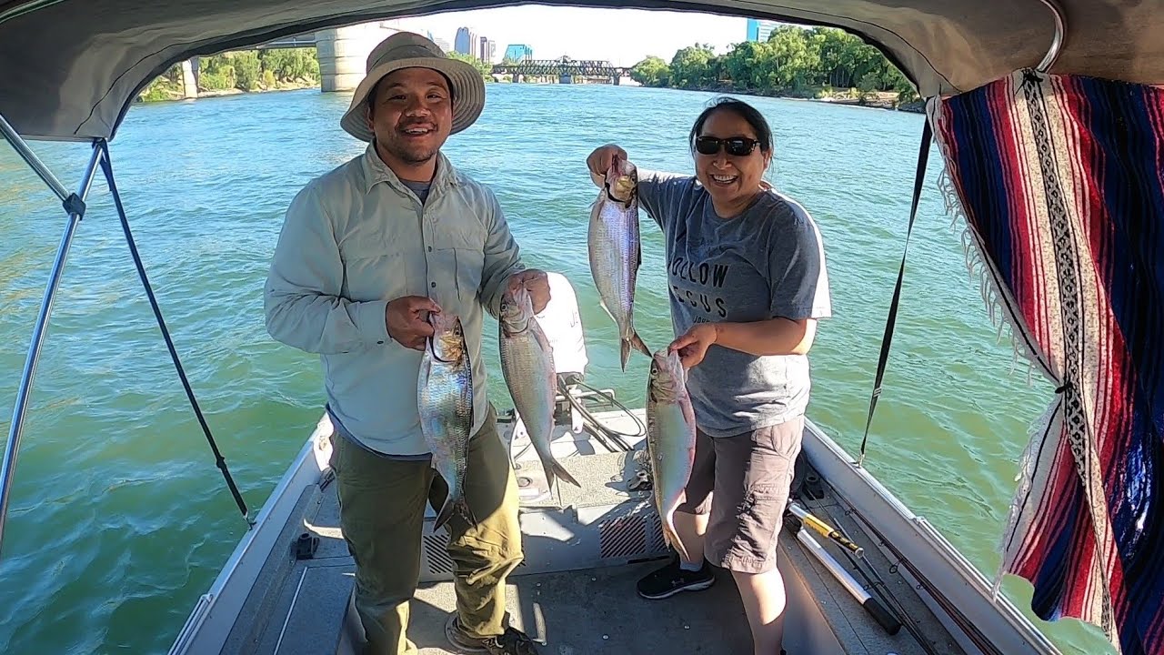 Last Day Shad Fishing At Sacramento River Discovery Park. (6/30/20
