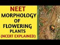 NCERT/Chapter 5/Morphology of Flowering Plants/Class 11/Quick Revision Series/NEET/AIIMS/Biology