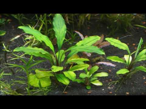 Bucephalandra ブセファランドラ スカダウ2 プベス TB便2009 Bucephalandra pubes 'Sekadau2'(ブセファランドラ プべス 'スカダウ2