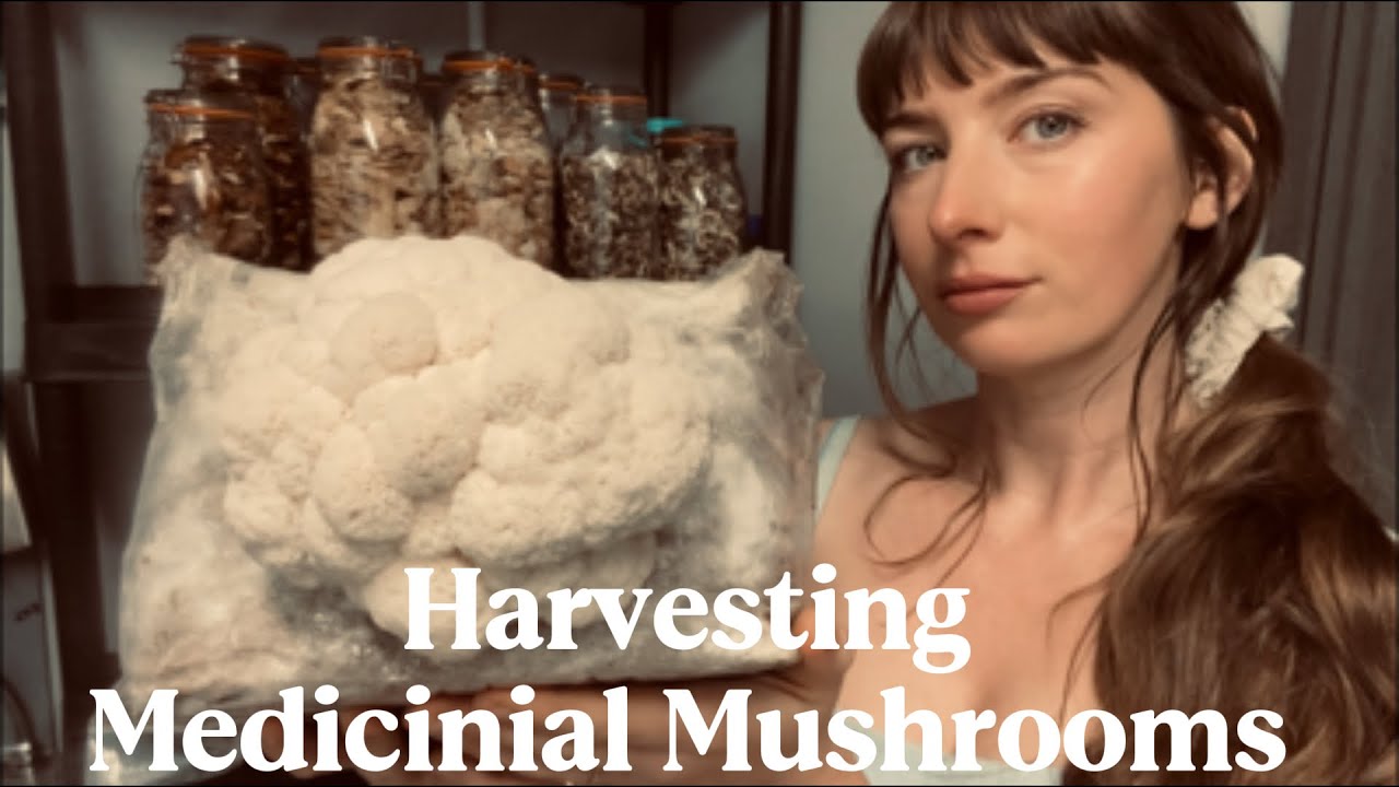 A Day At Our Mushroom Farm | Harvesting Oysters, Lion’s Mane & Reishi | Female Fungi Farmer 