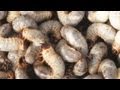 カブトムシの幼虫 発酵マットの交換 ちょっとグロい(キモイ)かも
