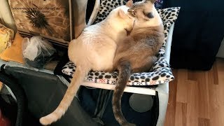 Тайский кот Зонтик по-отцовски относится к своему сыну Дориану! Тайские кошки это чудо! Funny Cats Тайский кот Зонтик по-отцовски относится к своему сыну Дориану! Тайские кошки это чудо! Funny Cats