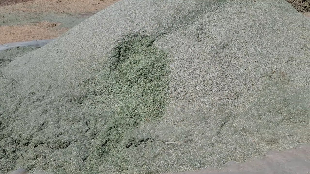 الدريس الحجازى الدهب الأخضر  الفرز الأول أى كمية عند ابوفرغل #عروض بيع الأغنام #الاعلا ف٠١١١١٢١١٦٥٧