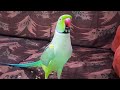 Max Talking Parrot In Full Speaking Performance Mode