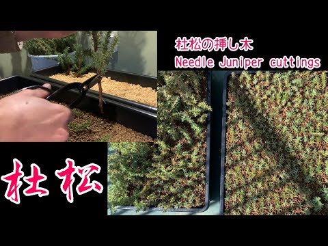 杜松の挿し木をしました Needle Juniper Cutting 盆栽 挿し木 Bonsai Youtube