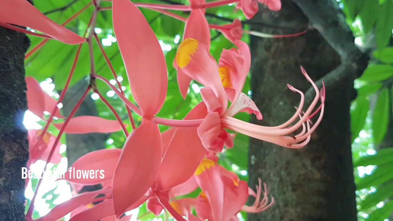 Amherstia nobilis Wall. The Pride of Burma, The Queen of Flowering ...