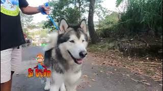 Anjing Malamute Berprestasi Pelatihnya Dari Rusia | SI OTAN (15/09/22)