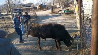 Сдали бычка. Как выводим на забой