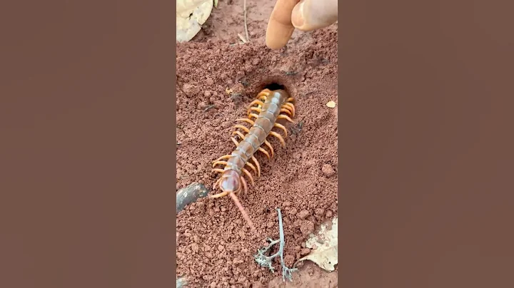 Using bullet ants to catch centipede insect in deep hole