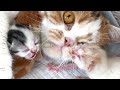 Newborn kitten kisses his mom cat