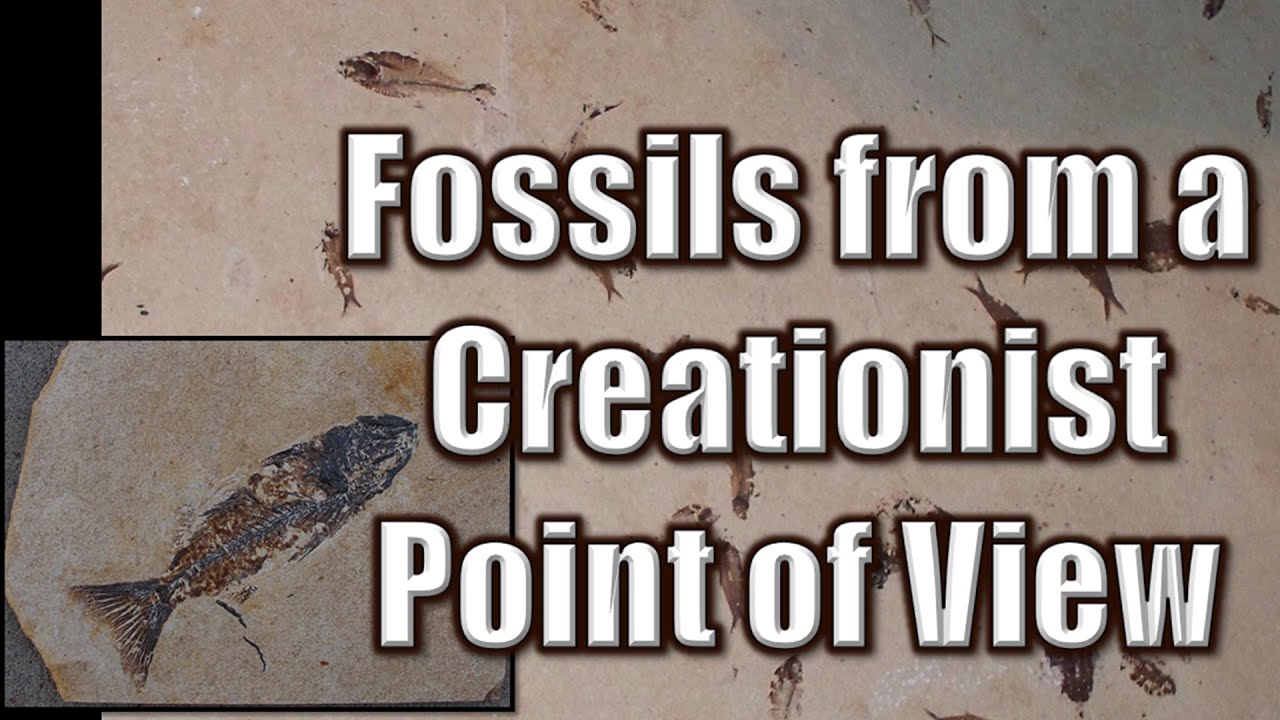 Fossils from a Creationist Point of View - YouTube
