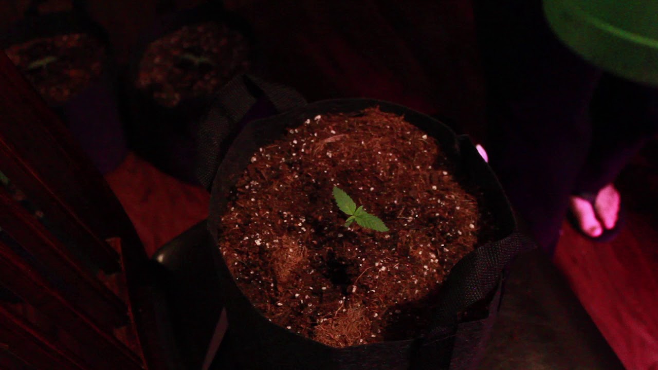 Feminized LSD Indoor Grow - One Week After Germination! Transplanting Seedlings (Week 1)