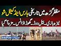 Muzaffargarh Historic Horse And Cattle Show 2026 | Tent Pegging, Bull Race, Horse Dance