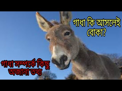 ভিডিও: গাধা কি ভালো পোষা প্রাণী?