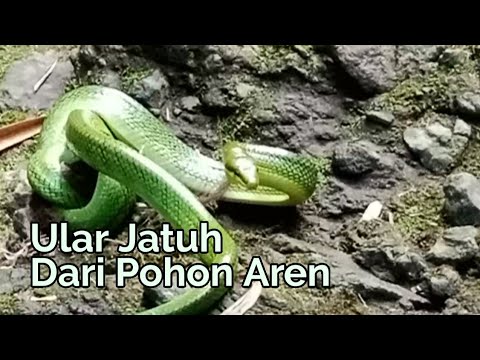 Video: Apakah ular garter memakan tupai?