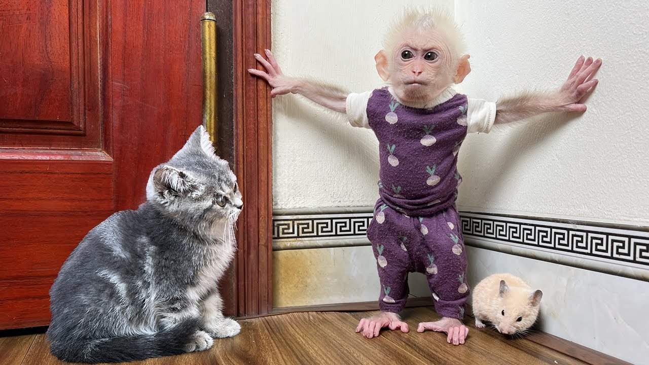 Lala is afraid that the kitten will attack the hamster so she tries to protect it!