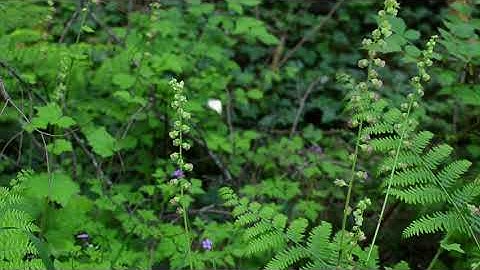 butterfly animation test v003