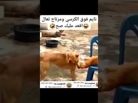نزلها من على الكرسي وقعد عليها اكسبلور 