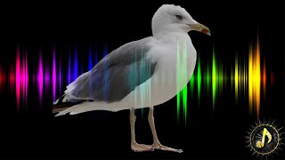 Close Up Seagull Bird Call Sound Effect