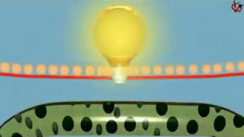 Praktikum Sel Volta / Galvani