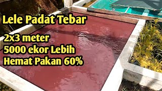 wow!!! Budidaya lele PADAT TEBAR, HEMAT PAKAN 60%