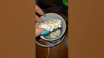 Самая полезная прикормка для улиток!🐌💖#supersnails