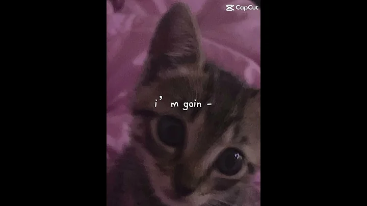 Watch the video about The Tabby is Bug and the Siamese is Muffin