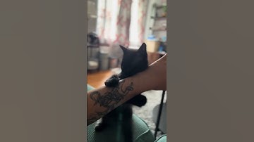 Tony, the playful panther, mistaking dad