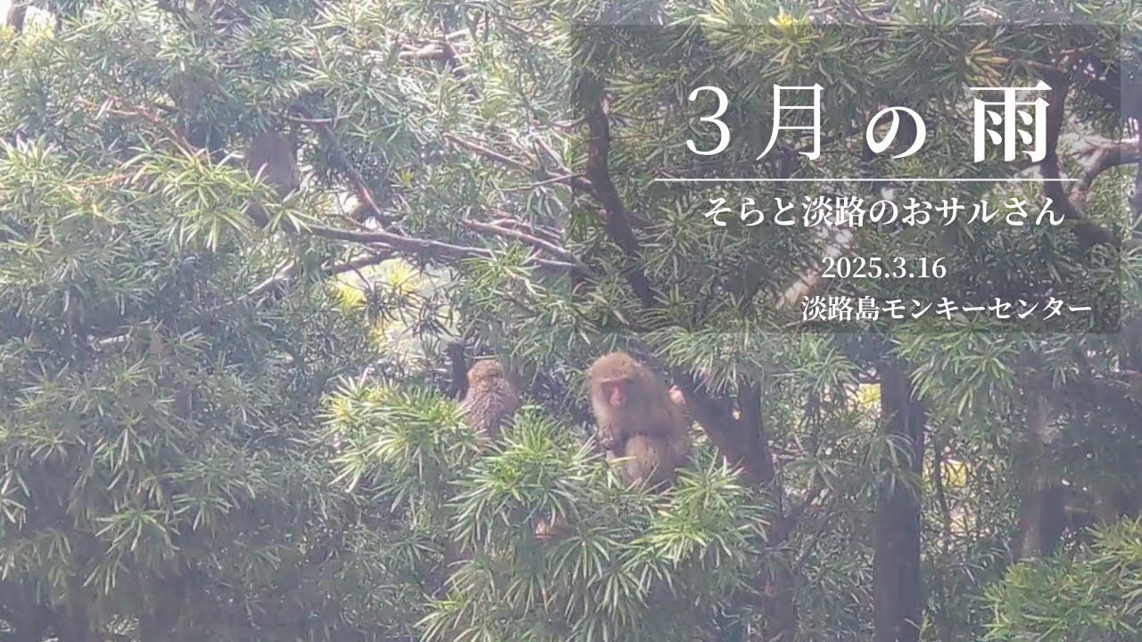 ３月の雨 2025.3.16【淡路島モンキーセンター】
