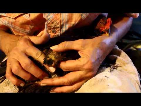 Eileen under the bandage after 1 week