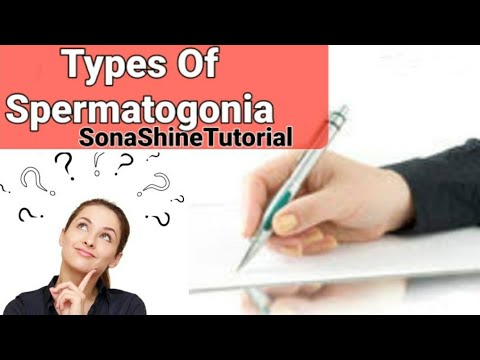 How many types of SPERMATOGONIA are Occur During SPERMATOGENESIS 🔥In 2 minute || Full Explanation 🔥