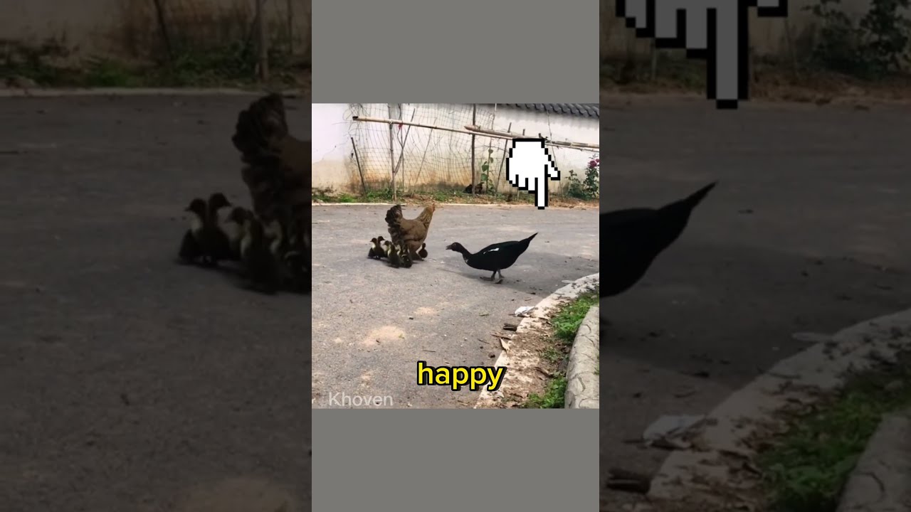 This Chicken Becomes A Mother Of The Duckling Shorts