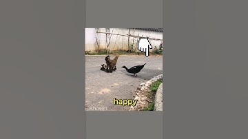 This chicken becomes a mother of the duckling 🐥 #shorts