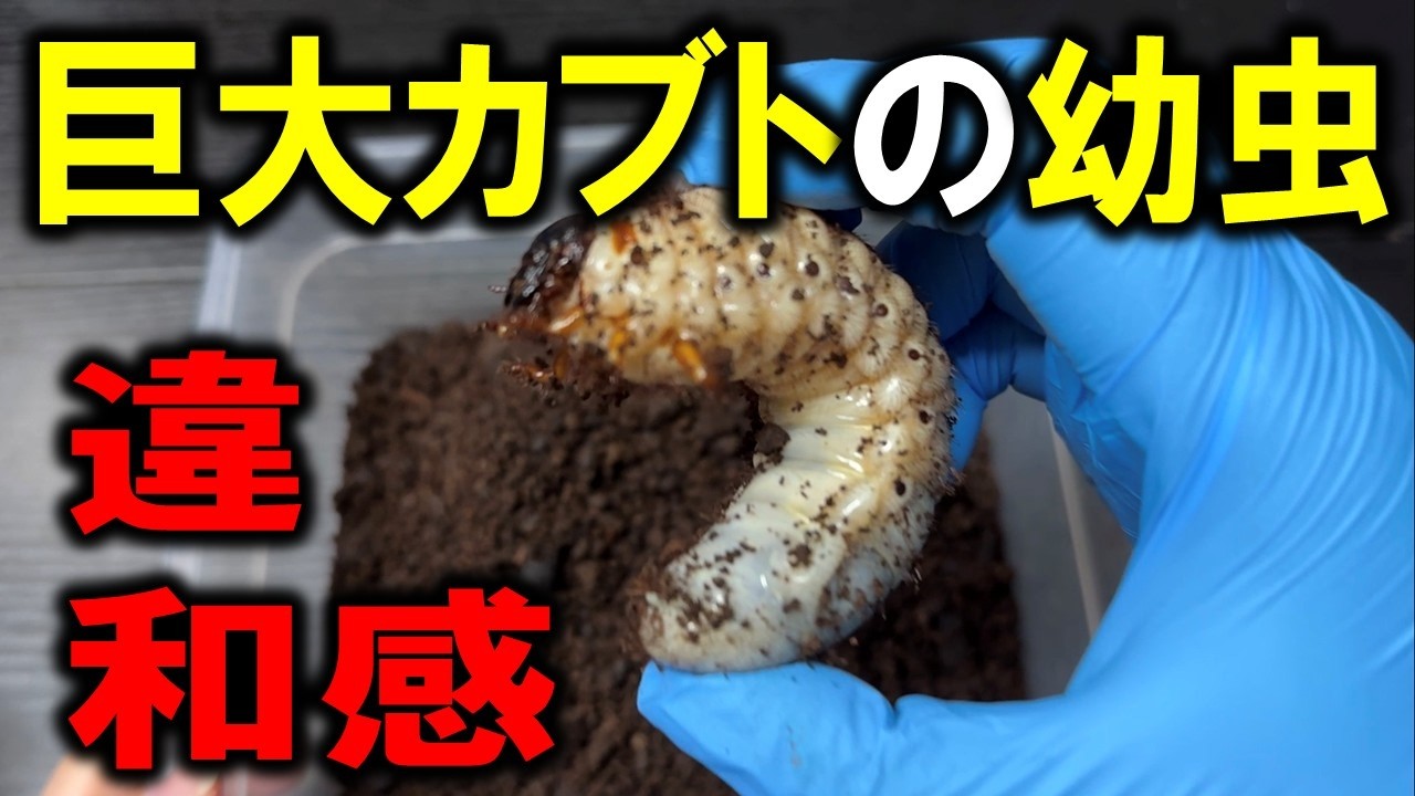 巨大なカブトムシの幼虫に何やら違和感が・・・