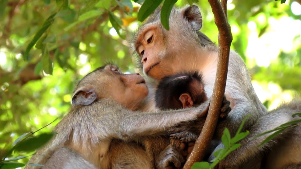 A Little Monkey Welcome His Newborn Brother and Tries Asking Mom Angel ...