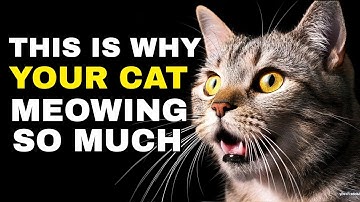 Why Does My Cat Meow So Much? 5 Reasons Explained